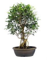 Ficus Retusa (Specimen) #129